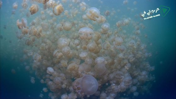 فيلم The Living Sea 1995 مترجم